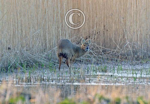 Chinese Water Deer 7